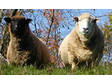 Adopt Curley & Liz a Sheep