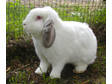 Adopt Fergus a Lop Eared, Holland Lop