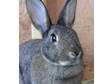 Adopt Smokey a Bunny Rabbit
