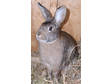 Adopt Titania a Bunny Rabbit